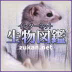 zukan.net バナー