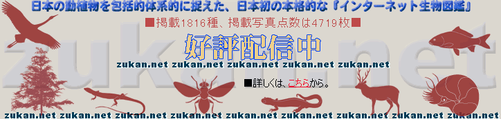 zukan.net